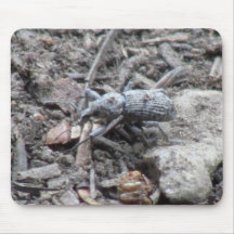 Kooskooskia Idaho Insects Arachnids Spiders Mouse Pads