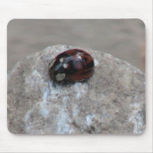 Kooskooskia Idaho Insects Arachnids Spiders Mouse Pads