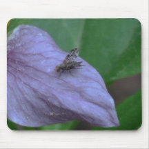 Kooskooskia Idaho Insects Arachnids Spiders Mouse Pad