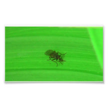 Kooskooskia Idaho Insects Arachnids Spiders Photograph