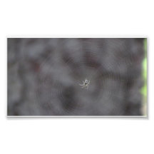 Kooskooskia Idaho Insects Arachnids Spiders Photo Art