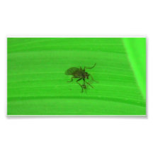 Kooskooskia Idaho Insects Arachnids Spiders Photo Art