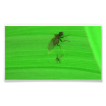 Kooskooskia Idaho Insects Arachnids Spiders Photograph