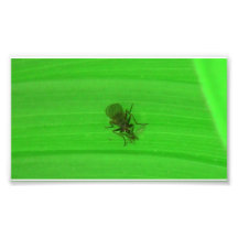 Kooskooskia Idaho Insects Arachnids Spiders Photograph