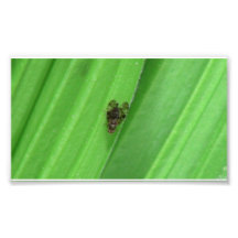 Kooskooskia Idaho Insects Arachnids Spiders Photo Art