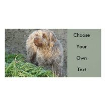 Korthals Griffon - Tsjip beautiful portrait Photo Card Template