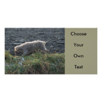 Korthals Griffon - Tsjip roaming the land Photo Cards