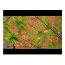 Koyou at Shosenkyo - Autumn Leaf Viewing Postcards