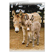 Kriiter Korner Greeting Cards