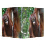 Krista Orangutan school supplies Binders