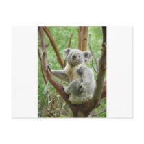 Kuddly Koala Postcards