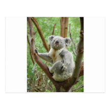 Kuddly Koala Postcards