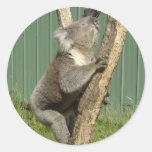Kuddly Koalas in Australia Round Sticker