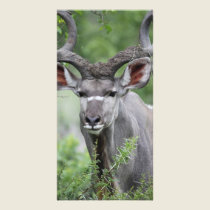 Kudu Face photo cards