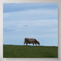Kuh cow plakat