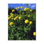 Kullero", provincial flower of Lapland Postcard
