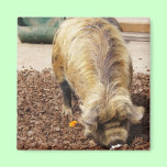 Kunekune Pig magnets