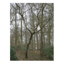 La belle nature I, envoient la collection laide de