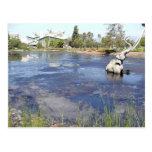La Brea Tarpits Ponds Museums Post Card
