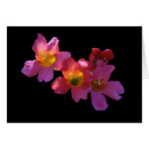 La carte, "Sun brillant par le Mandevilla fleurit 
