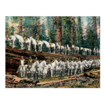 La cavalerie s'assemblent sur la carte postale de 