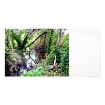 La chute des arbres la rivière Green encaisse Post Cartes Avec Photo