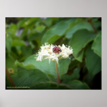 La coccinelle en fleurs blanches posters