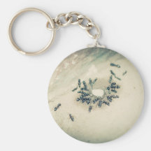 La collection de fourmi porte-clef