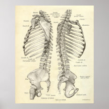 La copie vintage d'anatomie désosse la colonne ver posters