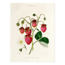 La fraise de Roseberry, gravée par Watte Cartes Postales