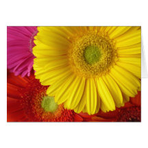 La gratitude est la fleur la plus juste carte de vœux