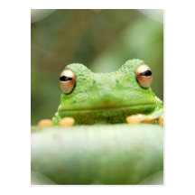 La grenouille observe la carte postale