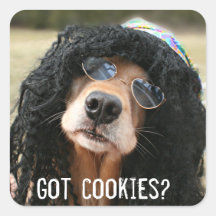 La hippie de golden retriever "a obtenu des biscui autocollants