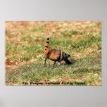 La huppe, oiseau national de l'Israël, affiche de 