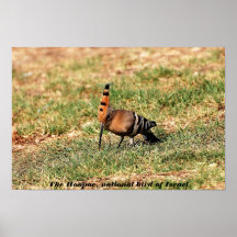 La huppe, oiseau national de l'Israël, affiche de 