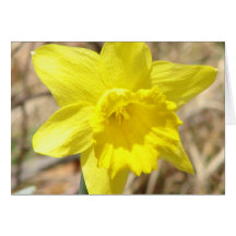 La jonquille jaune fleurit la carte de voeux