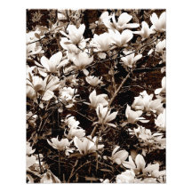 La "magnolia fleurit" épreuve photographique