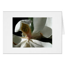 La magnolia secrète cartes de vœux