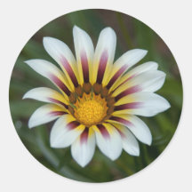 La marguerite peinte autocollants ronds