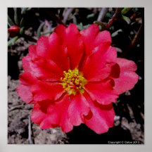 La mousse s'est levée 12"" copie de la photo X12 Posters