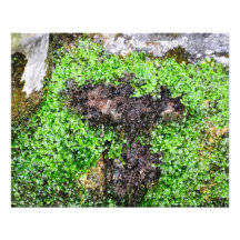 La nature est nature impressions photographiques