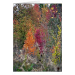 La palette de l'automne cartes de vœux