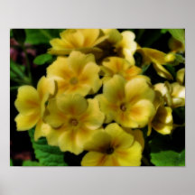 La primevère jaune ferment l'affiche de fleur