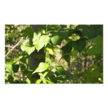 La promenade de la nature photos sur toile