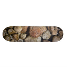 La rivière lapide la planche à roulettes