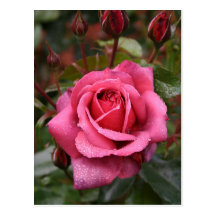 La rosée a embrassé le rose de rose cartes postales