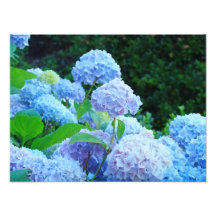 La toile photographique imprime les fleurs bleues 