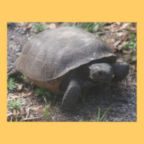 La tortue prend l'affiche de nature de balade affiches