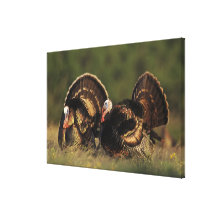 La Turquie sauvage, gallopavo de Meleagris, mâles Toile Tendue