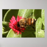 La vie d'une abeille posters